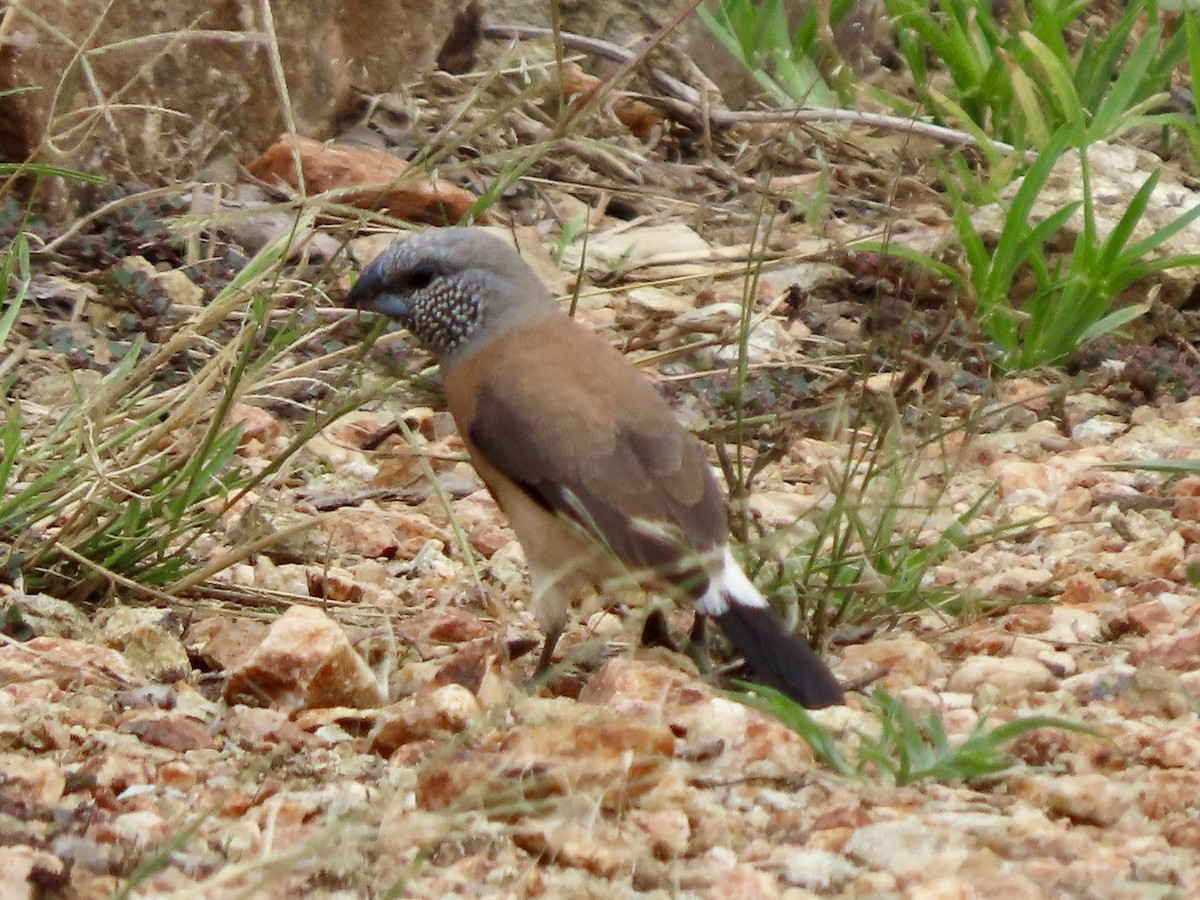 Graukopfelsterchen - ML645047779