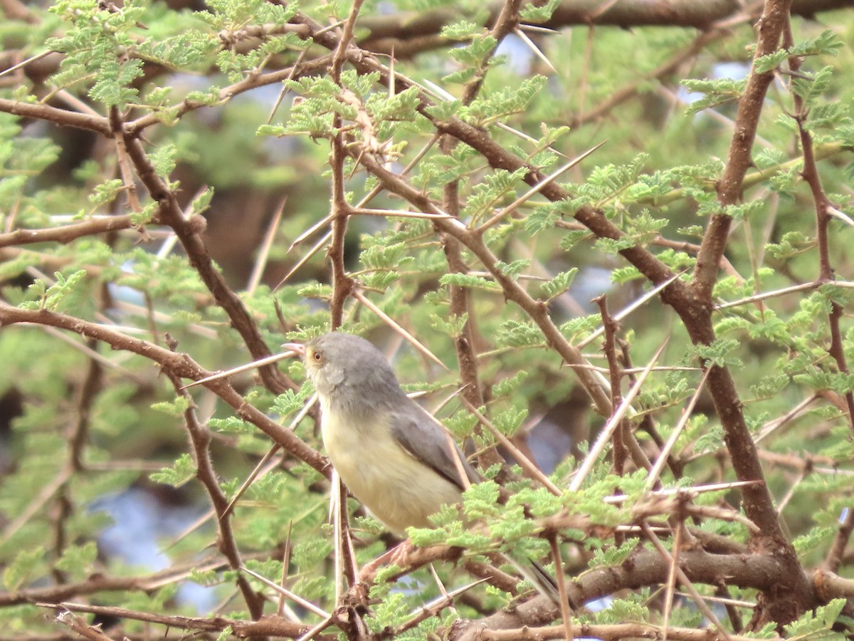 Buff-bellied Warbler - ML645047792