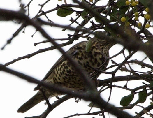 槲鶇 - ML645047806