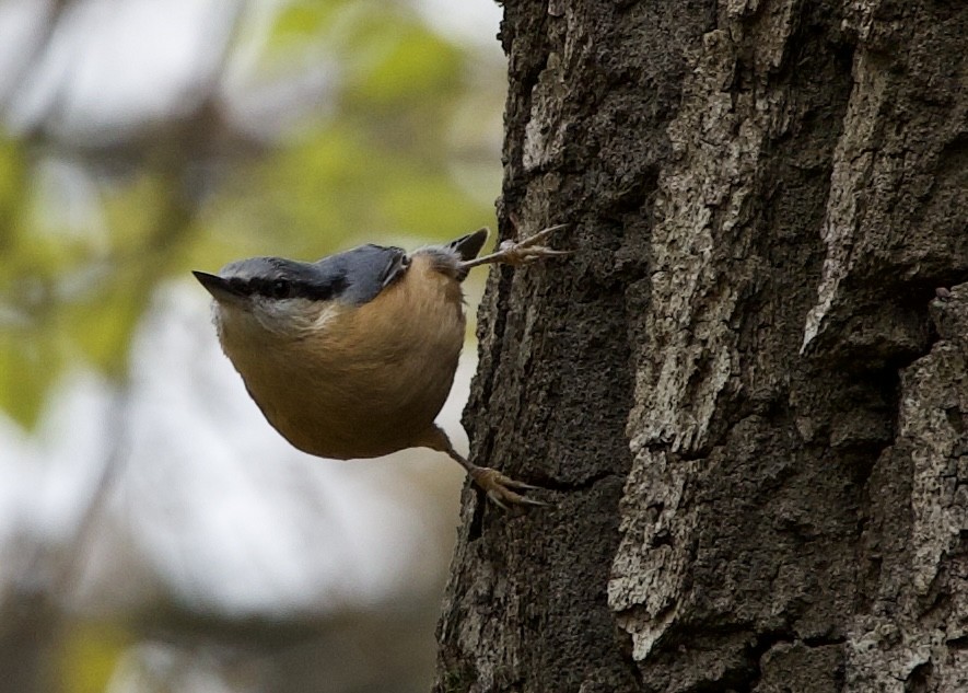 Eurasian Nuthatch - ML645047824