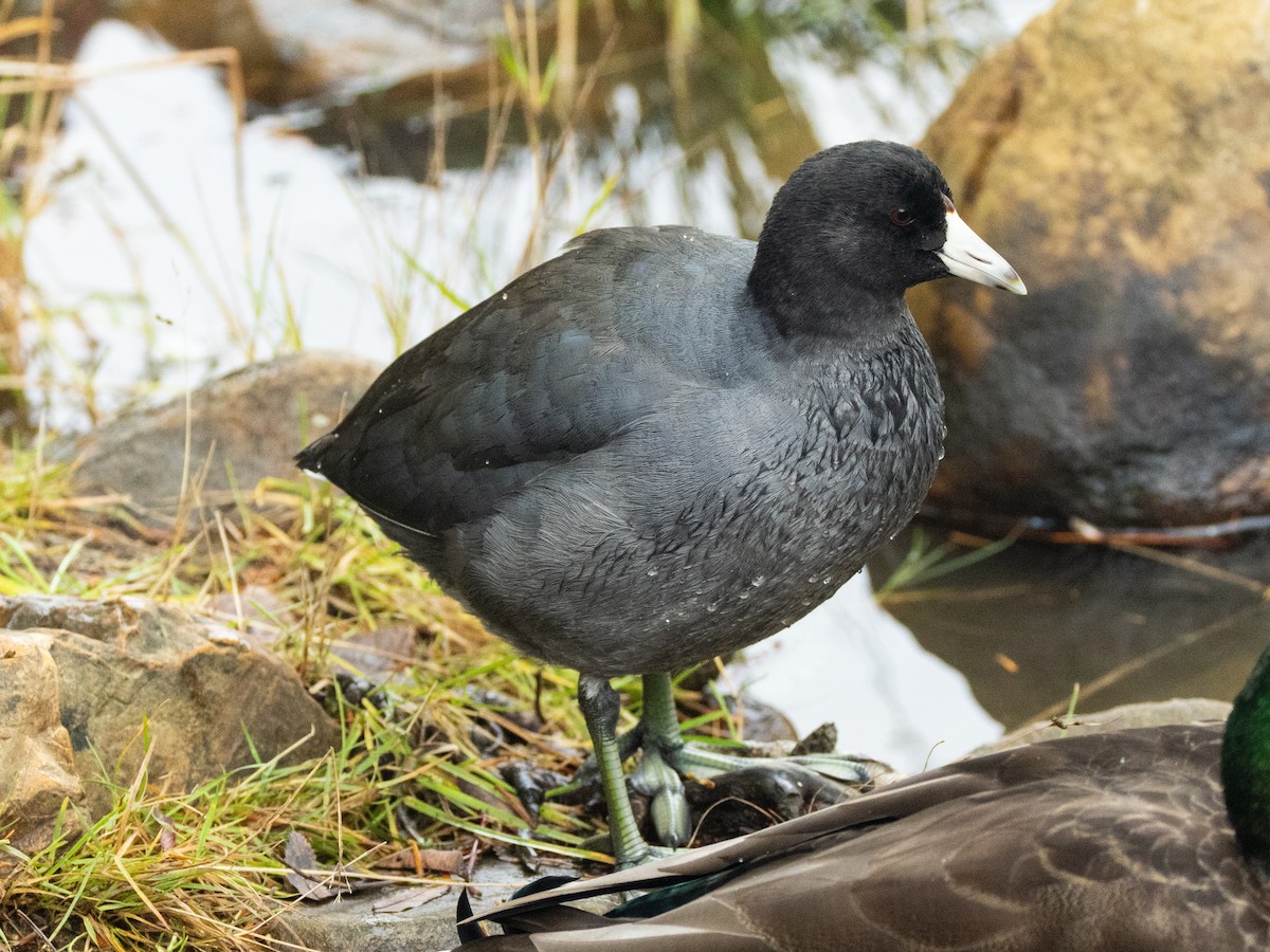 American Coot - ML645047854