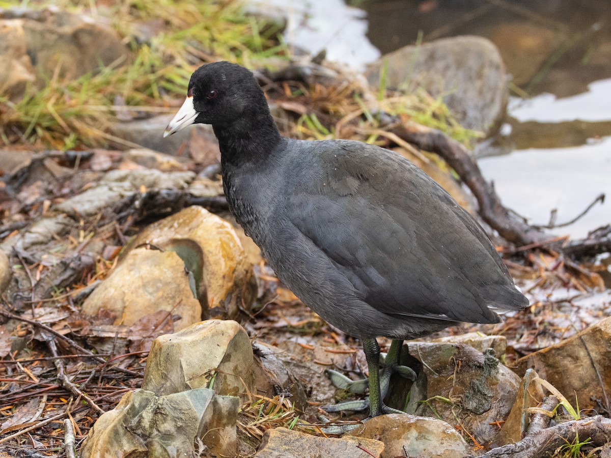 American Coot - ML645047860