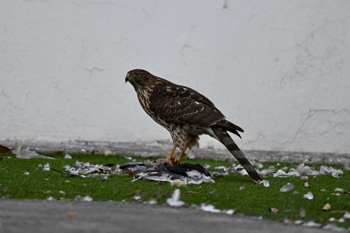Cooper's Hawk - ML645047863