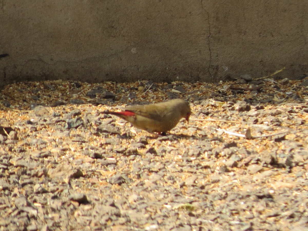 Red-billed Firefinch - ML645047873