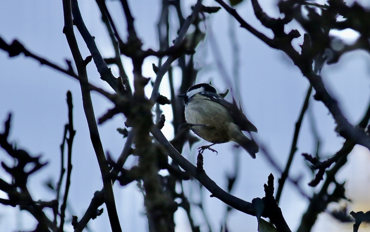 煤山雀 - ML645047874