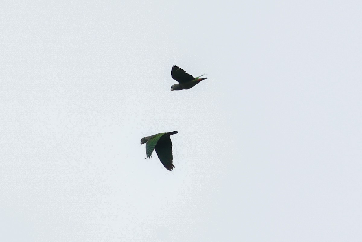 Loro Choclero - ML645047888