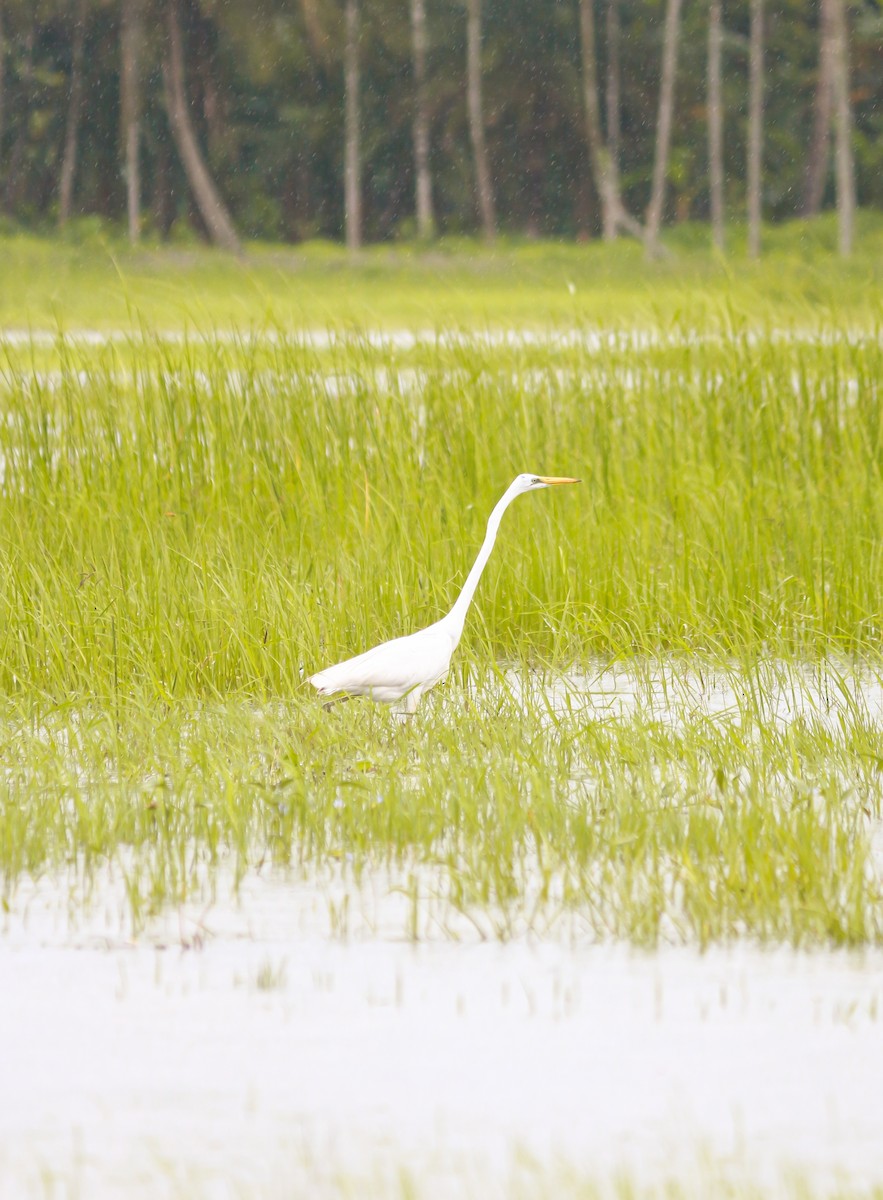 Great Egret - ML645047893