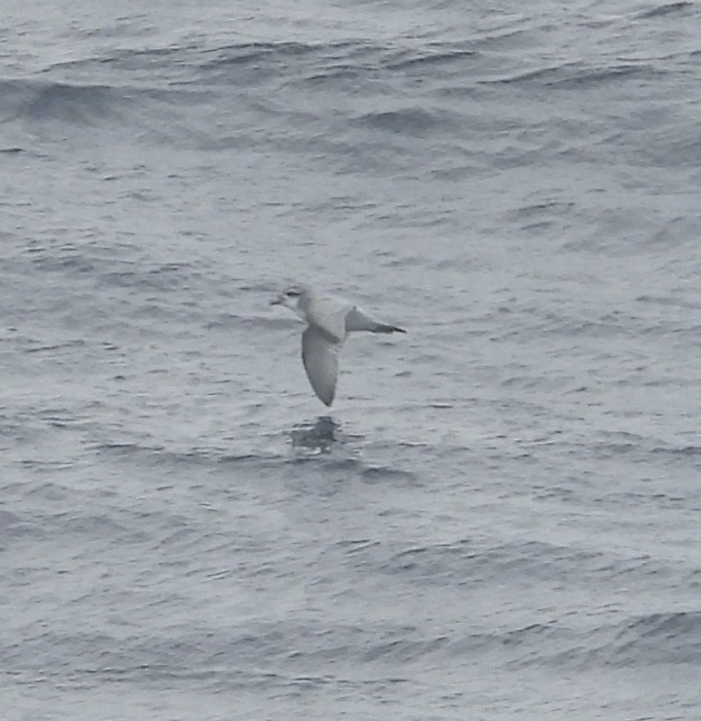 Antarktik Priyonu - ML645047947