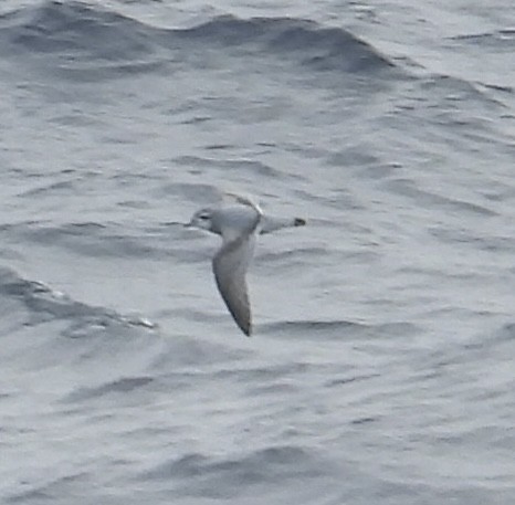 Antarktik Priyonu - ML645047948