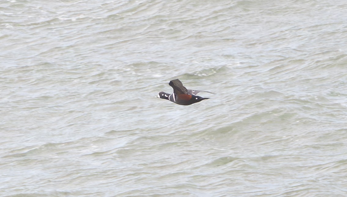 Ahate arlekina - ML645047983