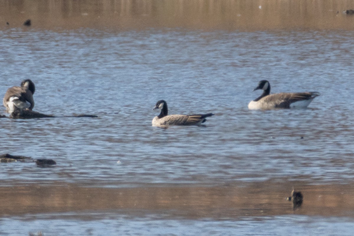 Cackling Goose - ML645047989