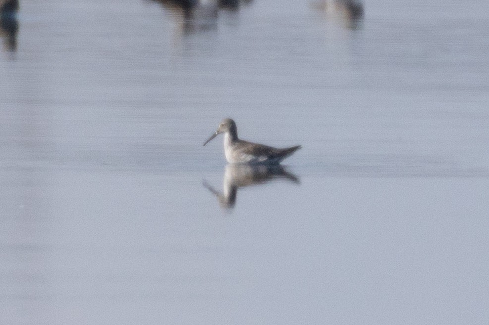 Stilt Sandpiper - ML645048001