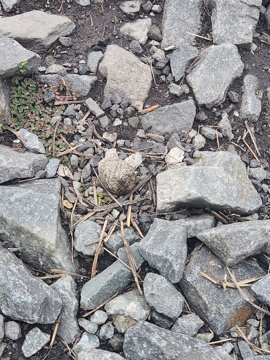 Dreiband-Regenpfeifer - ML645048010