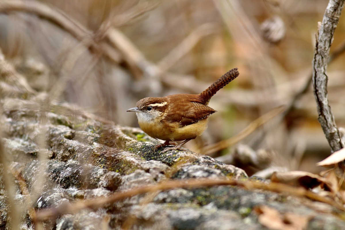 Carolina Wren - ML645048018