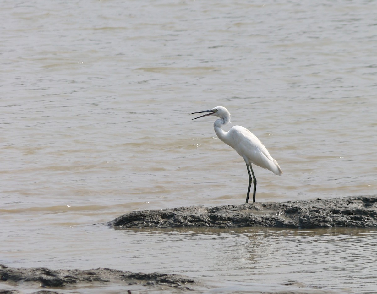 Little Egret - ML645048026