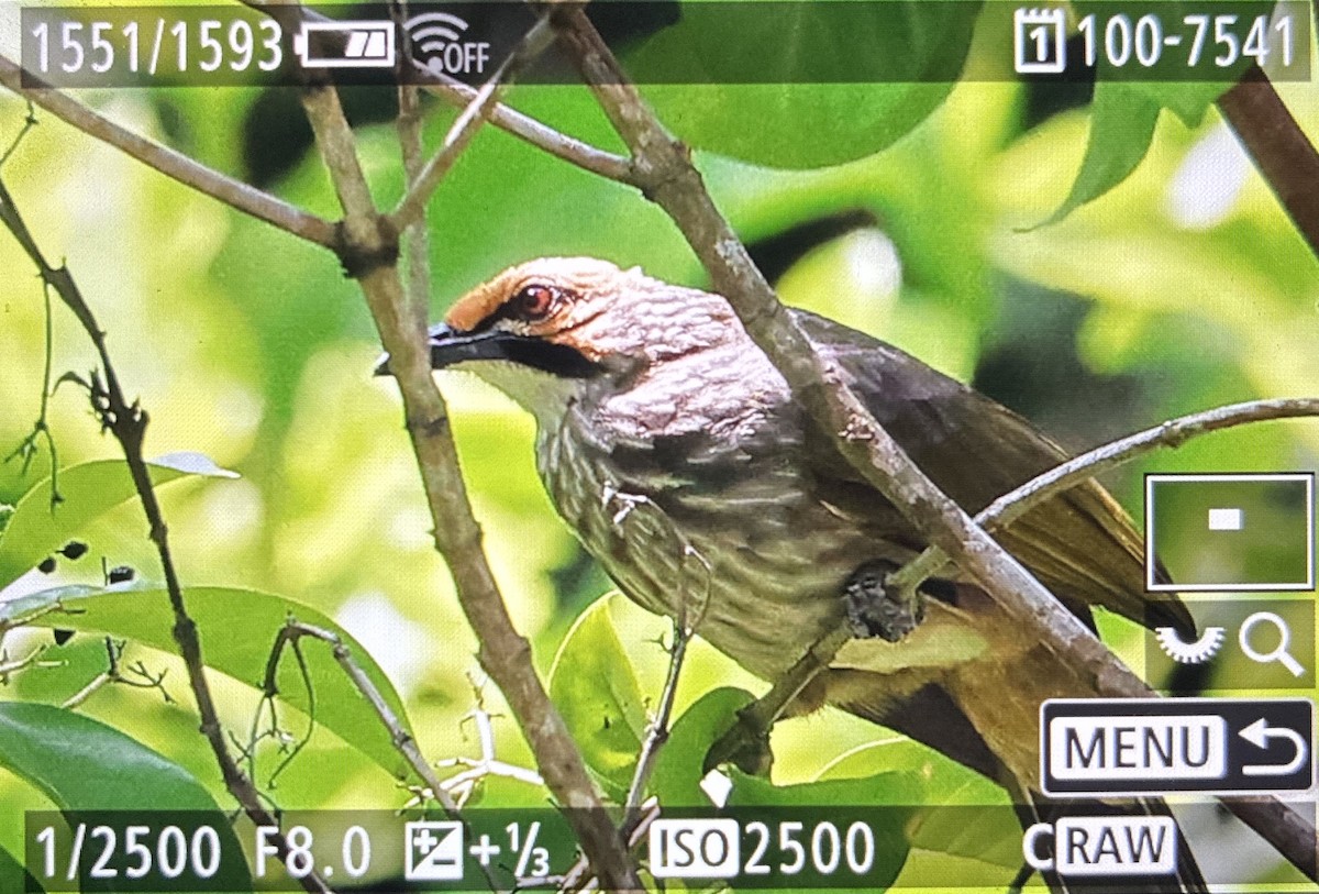 Straw-headed Bulbul - ML645048036