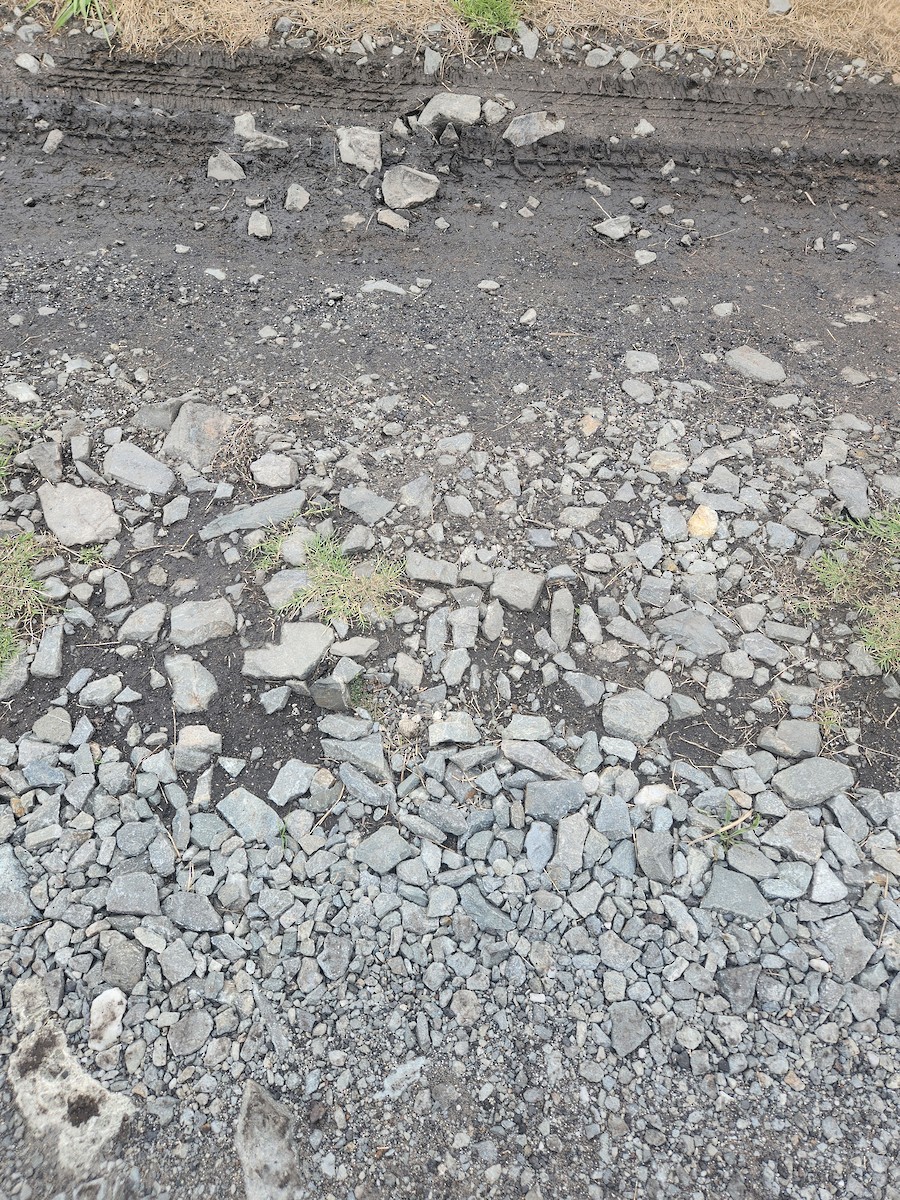 Dreiband-Regenpfeifer - ML645048037