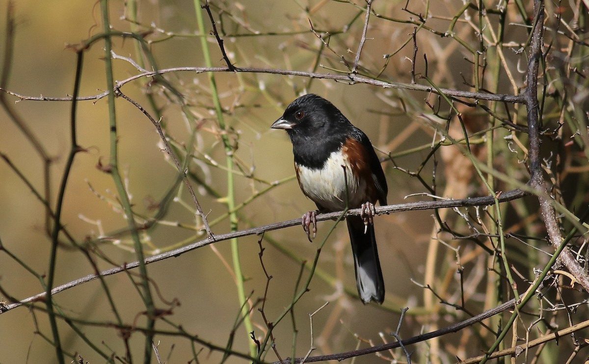Eastern Towhee - ML645048045
