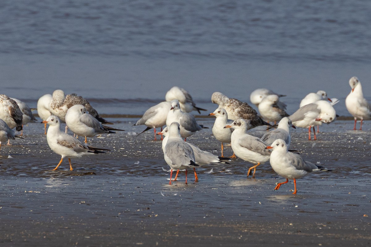 Hint Martısı - ML645048108