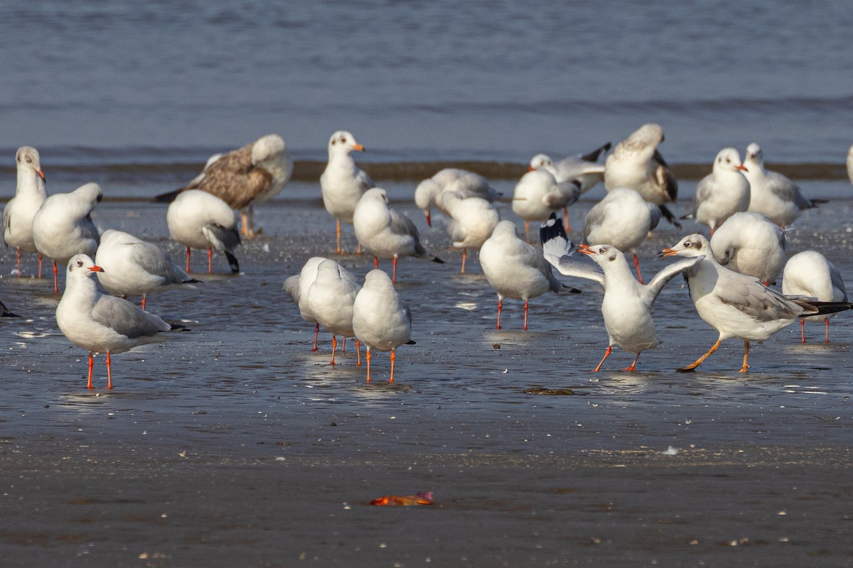 Hint Martısı - ML645048109