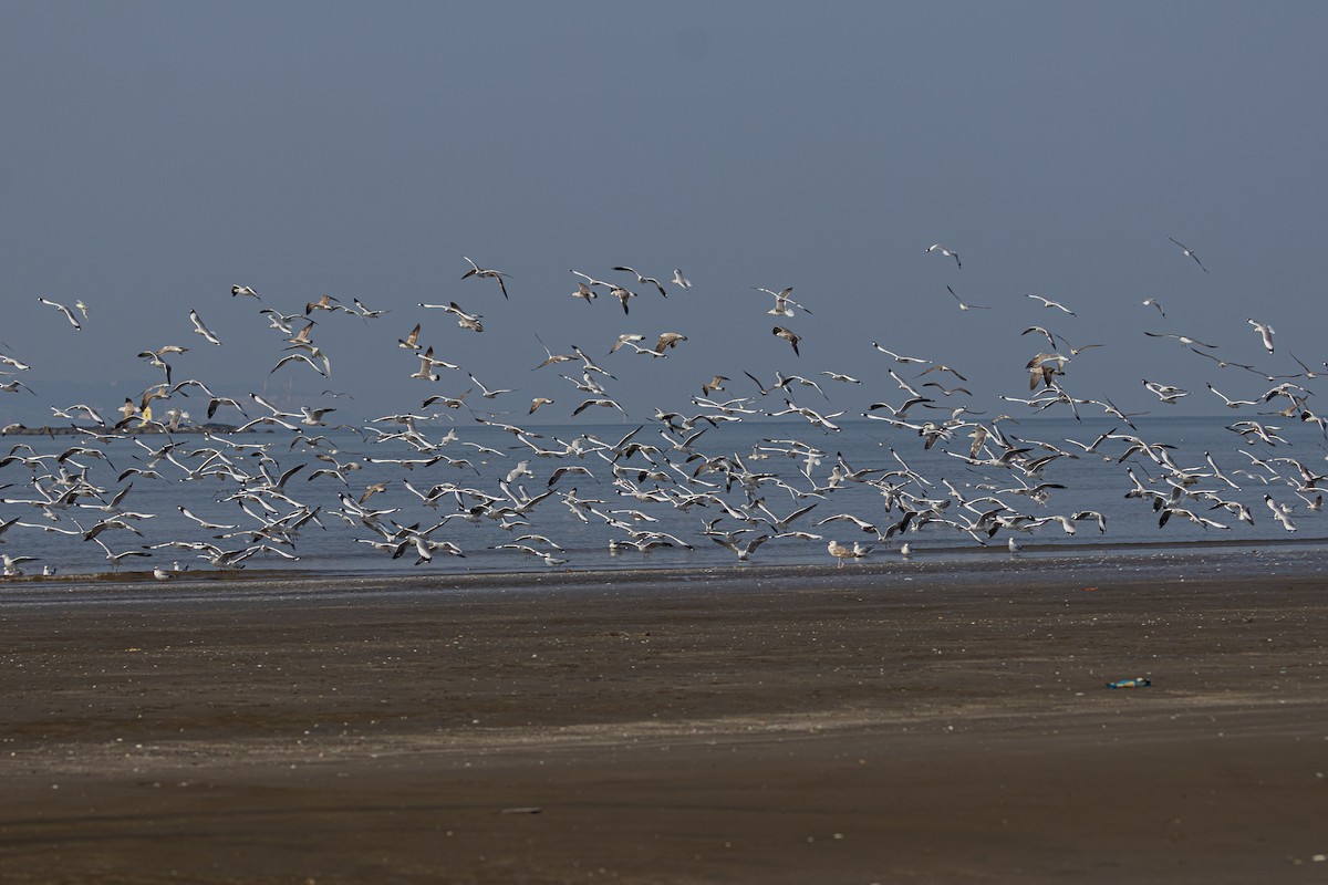 Hint Martısı - ML645048111