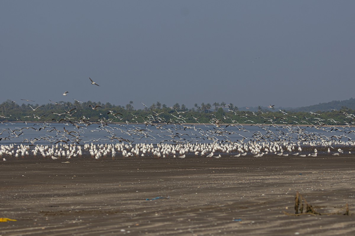 Hint Martısı - ML645048112