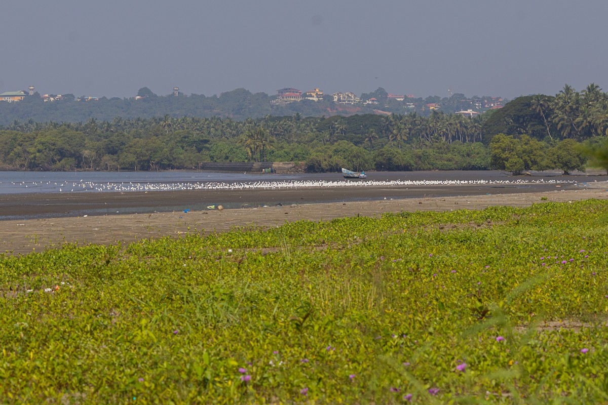 Hint Martısı - ML645048113