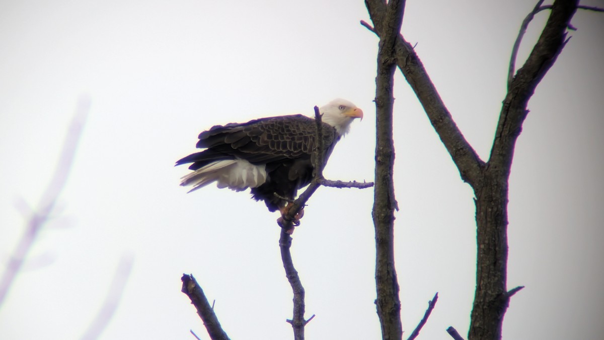 Bald Eagle - ML645048131