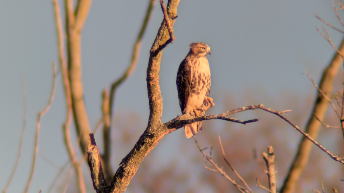 Red-tailed Hawk - ML645048133