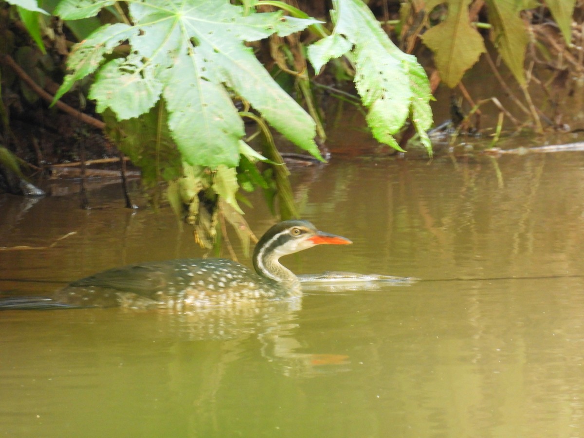 African Finfoot - ML645048135