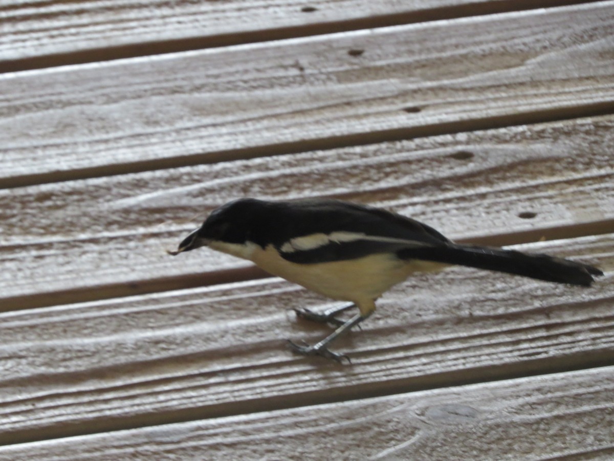 Tropical Boubou - ML645048136