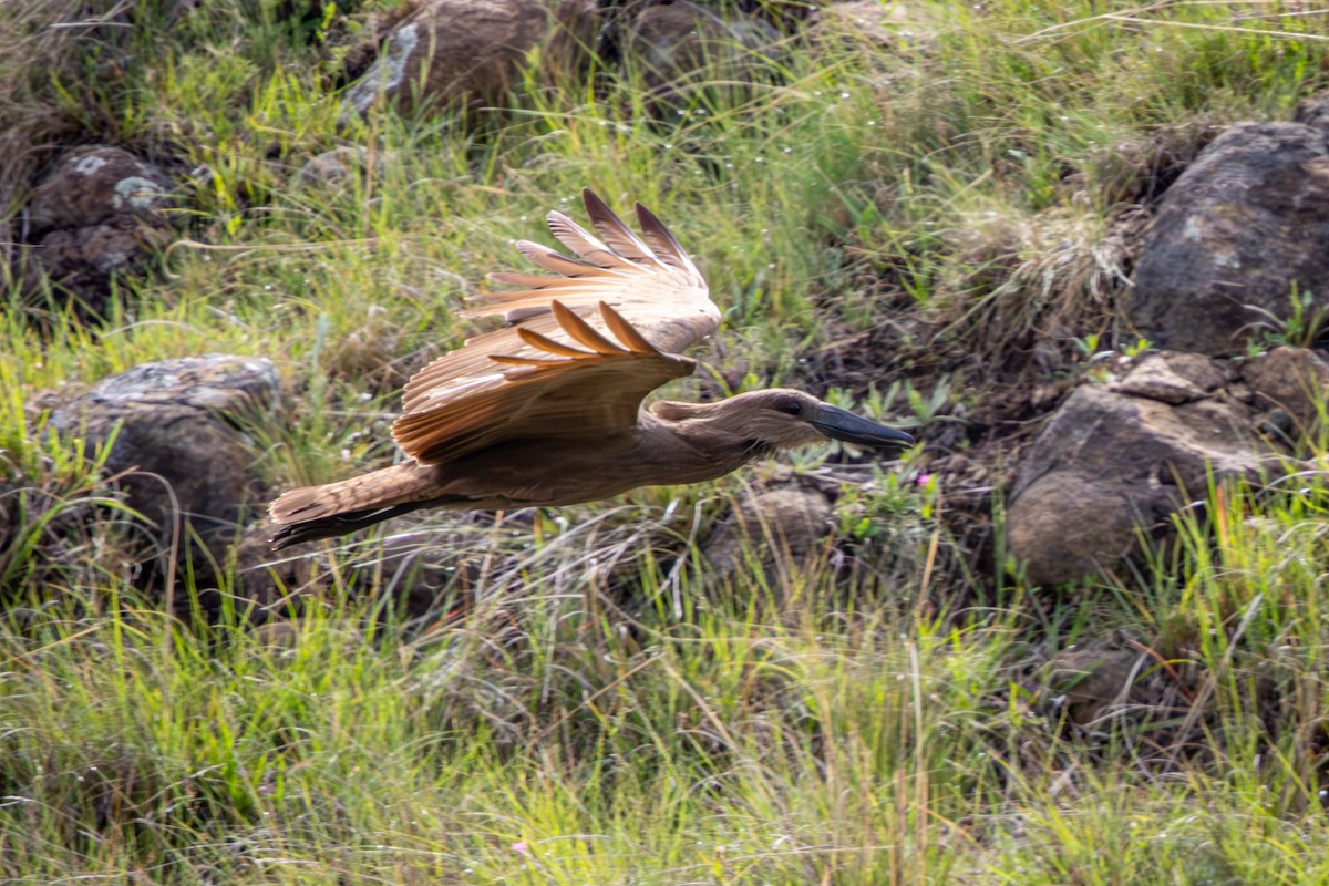 Hamerkop - ML645048143