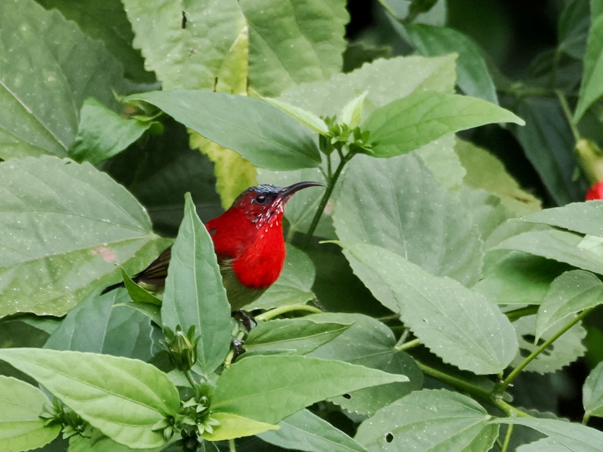 Crimson Sunbird - ML645048152