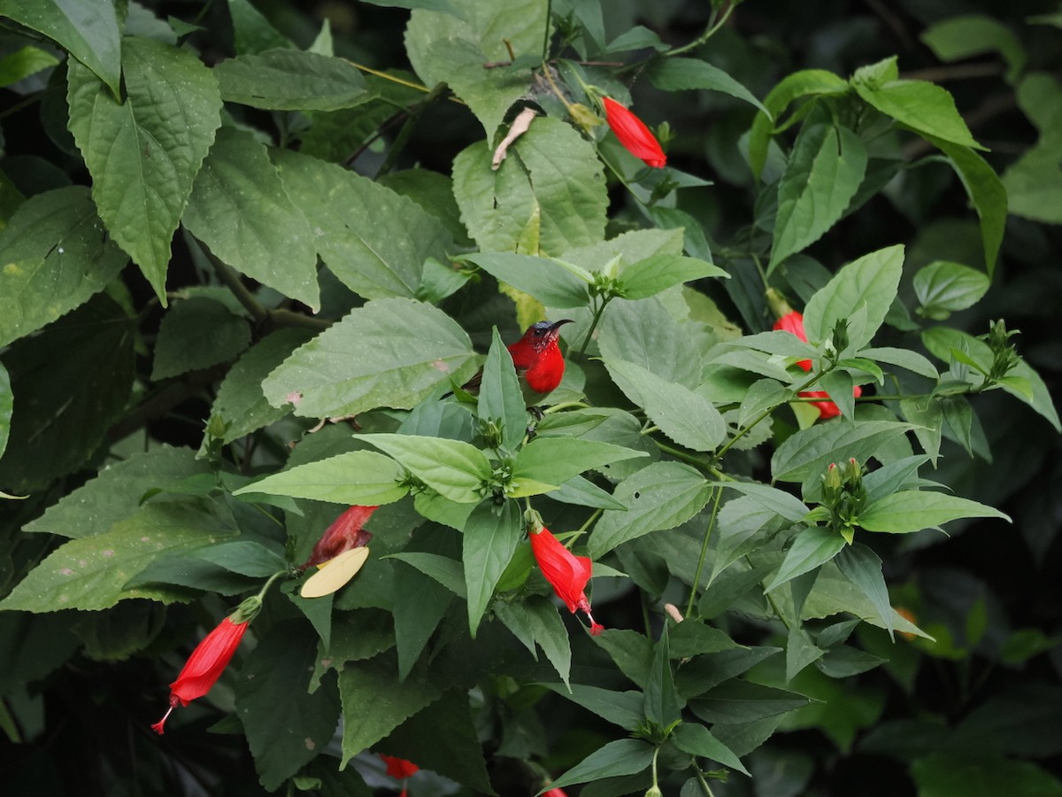 Crimson Sunbird - ML645048153