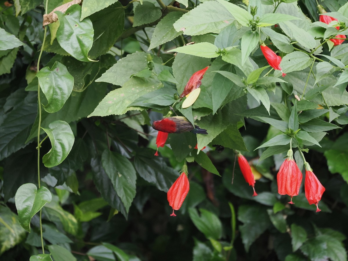 Crimson Sunbird - ML645048154