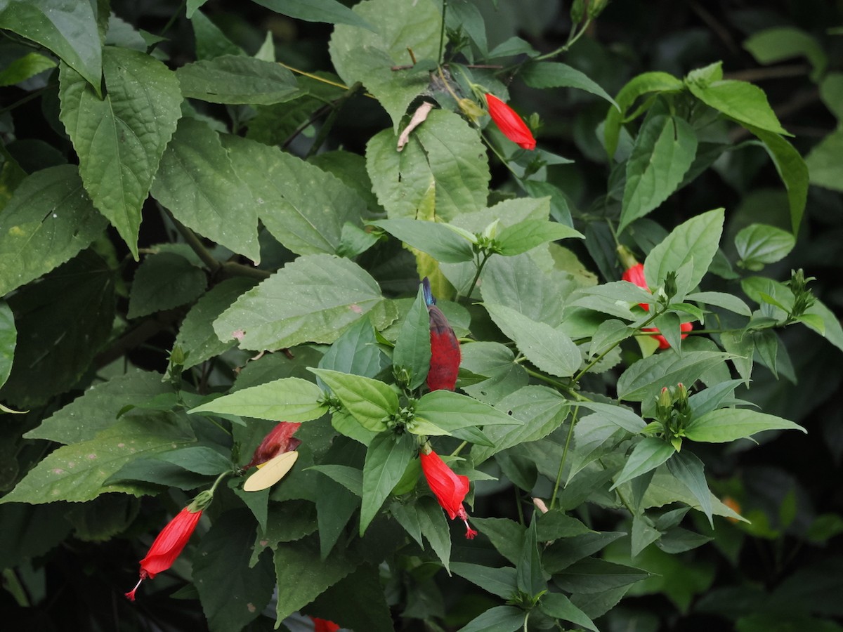 Crimson Sunbird - ML645048155