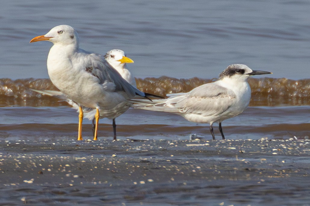 Sandwich Tern - ML645048156
