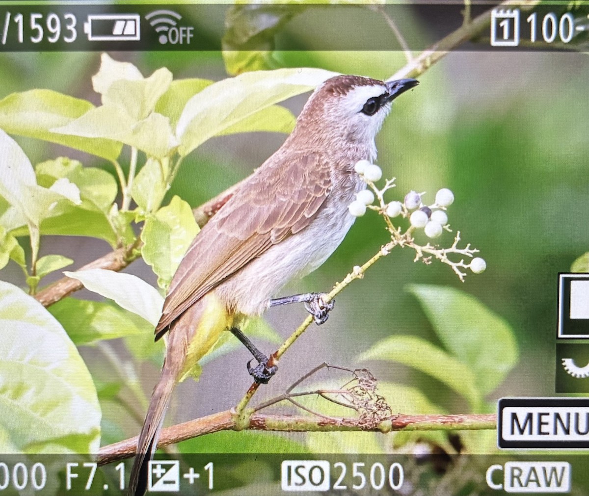 Yellow-vented Bulbul - ML645048159