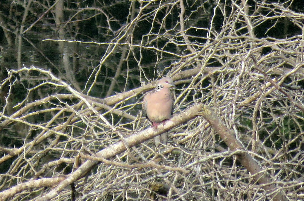 Spotted Dove - ML645048163