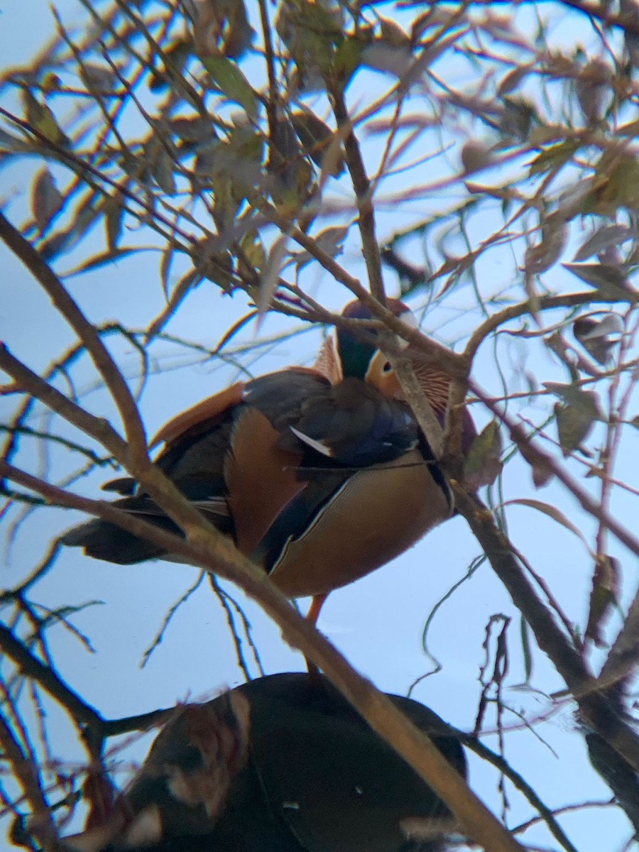 Mandarin Duck - ML645048164