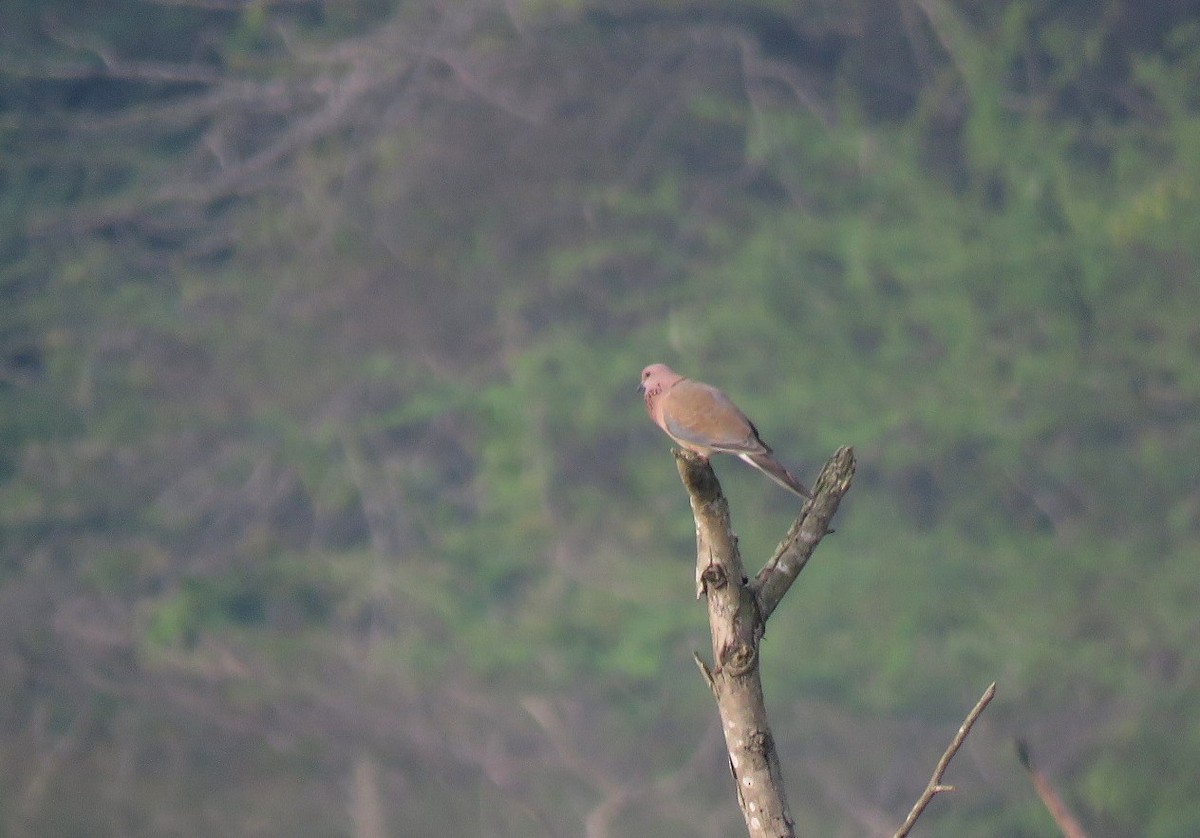 Laughing Dove - ML645048166
