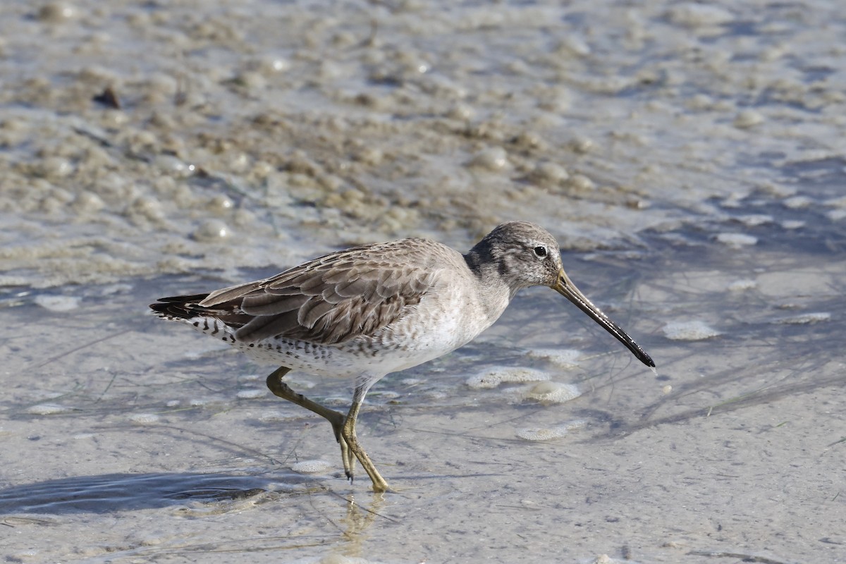 Short-billed Dowitcher - ML645048167