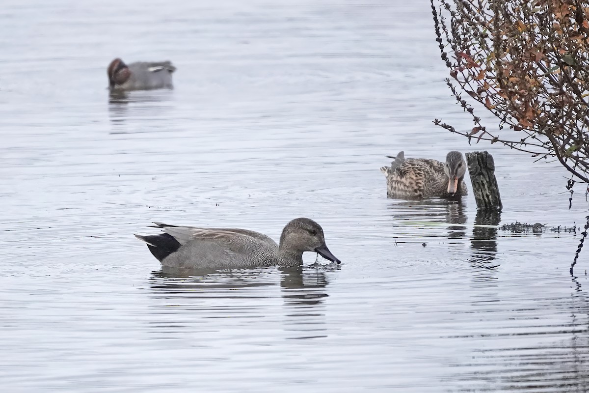 Gadwall - ML645048168