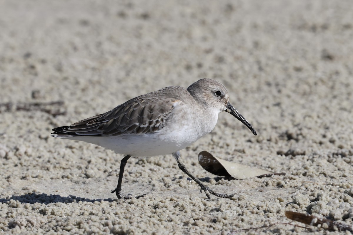 Dunlin - ML645048169