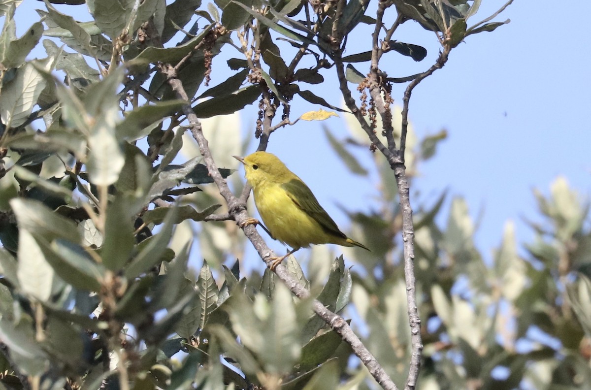 Northern Yellow Warbler - ML645048170