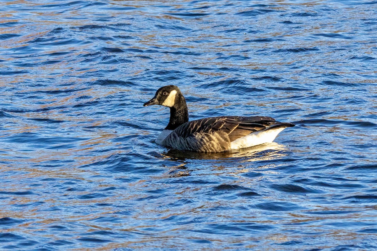 Canada Goose - ML645048175