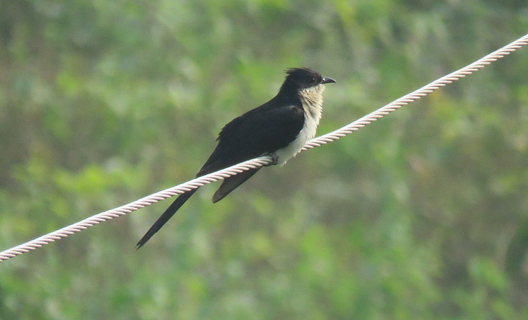Pied Cuckoo - ML645048176