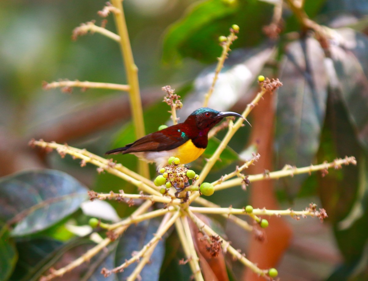 Purple-rumped Sunbird - ML645048177
