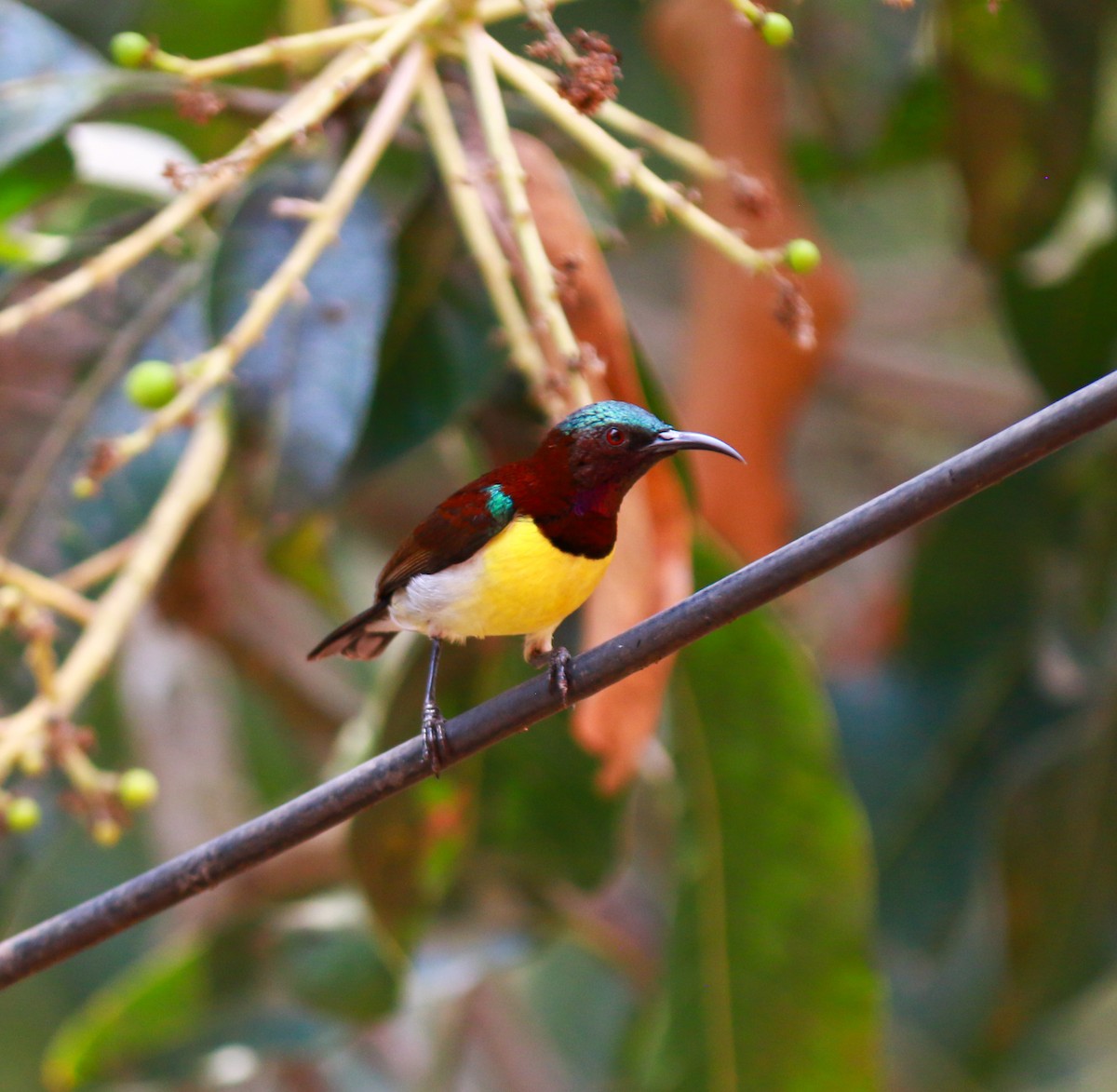 Purple-rumped Sunbird - ML645048178