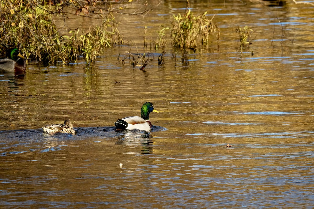 Mallard - ML645048179